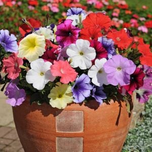 Kokulu petunya tohumu renkli saksı karışımı petunia nana compacta