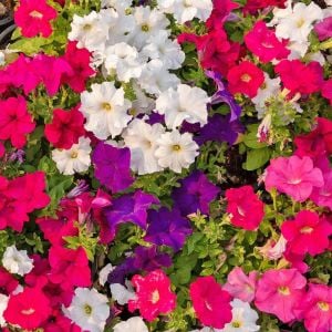 Kokulu petunya tohumu renkli saksı karışımı petunia nana compacta