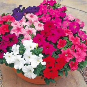 Kokulu petunya tohumu renkli saksı karışımı petunia nana compacta