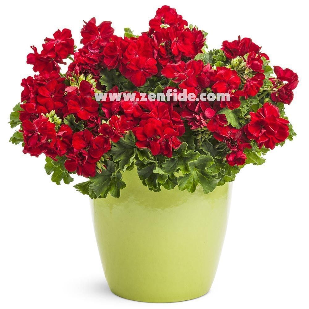 Parlak kırmızı sardunya fidesi ithal grandeur bright red