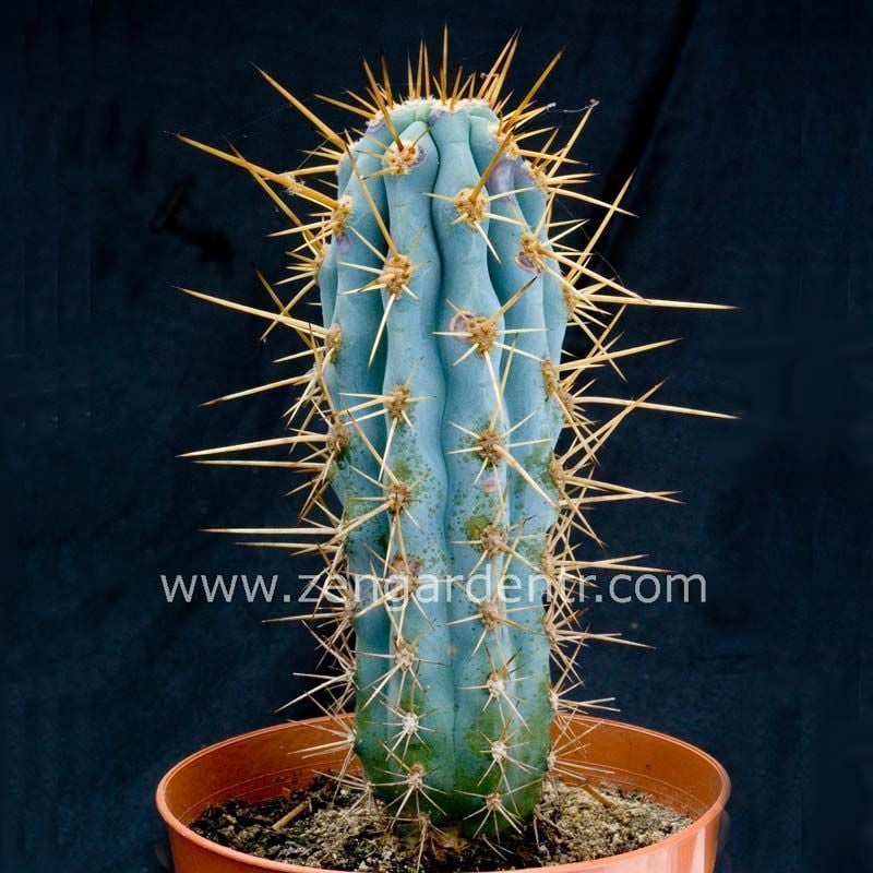 Mavi kaktüs azureocereus tohumu azureocereus hertlingianus - blue cereus