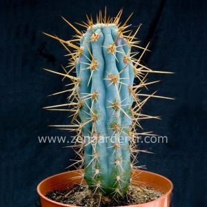 Mavi kaktüs azureocereus tohumu azureocereus hertlingianus - blue cereus