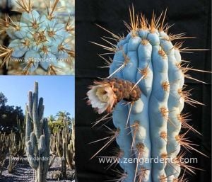Mavi kaktüs azureocereus tohumu azureocereus hertlingianus - blue cereus