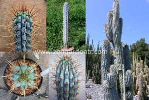Mavi kaktüs azureocereus tohumu azureocereus hertlingianus - blue cereus