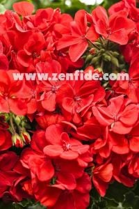 Parlak kırmızı sardunya fidesi ithal grandeur bright red