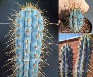 Mavi kaktüs azureocereus tohumu azureocereus hertlingianus - blue cereus