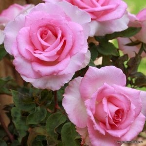 Beverly parfüm serisi gül fidanı aşılı 3+ yaş