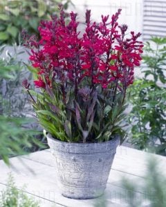 Şarap lobelya fan çiçeği saksıda lobelia speciosa