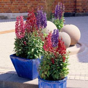 Şarap lobelya fan çiçeği saksıda lobelia speciosa