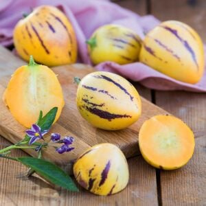 Pepino fidesi Copa çeşidi solanum muricatum