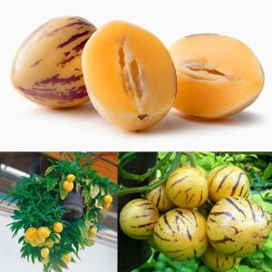 Pepino fidesi Copa çeşidi solanum muricatum