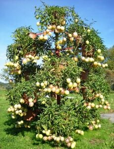 Pepino fidesi Copa çeşidi solanum muricatum