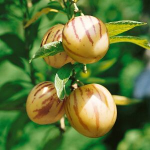 Pepino fidesi Copa çeşidi solanum muricatum