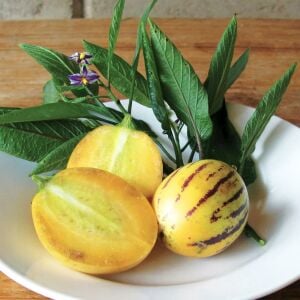 Pepino fidesi Copa çeşidi solanum muricatum