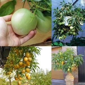 Pepino fidesi Copa çeşidi solanum muricatum