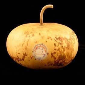 Korsika kase sukabağı tohumu corsican gourd seeds