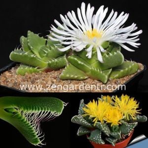 T-rex sukulent faucaria tohumu karışımı