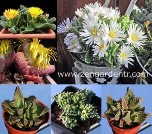 T-rex sukulent faucaria tohumu karışımı