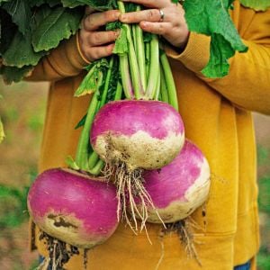Mor şalgam tohumu geleneksel purple top white globe turnip brassica rapa