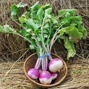 Mor şalgam tohumu geleneksel purple top white globe turnip brassica rapa