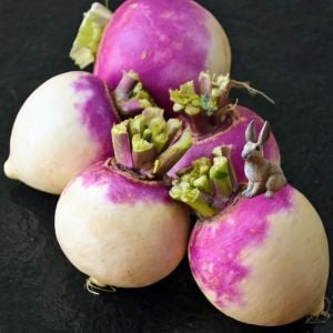 Mor şalgam tohumu geleneksel purple top white globe turnip brassica rapa