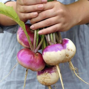 Mor şalgam tohumu geleneksel purple top white globe turnip brassica rapa