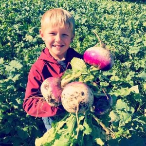 Mor şalgam tohumu geleneksel purple top white globe turnip brassica rapa