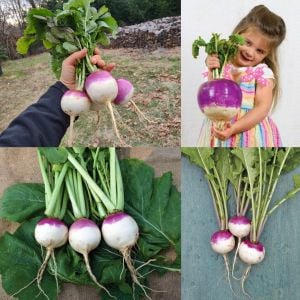Mor şalgam tohumu geleneksel purple top white globe turnip brassica rapa