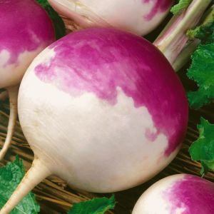 Mor şalgam tohumu geleneksel purple top white globe turnip brassica rapa