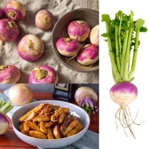 Mor şalgam tohumu geleneksel purple top white globe turnip brassica rapa