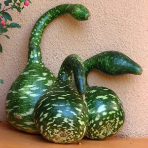Kuğu sukabağı tohumu swan gourd seeds