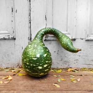 Kuğu sukabağı tohumu swan gourd seeds