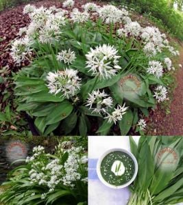 Yabani sarımsak tohumu ayı sarmısağı ramsons wild garlic