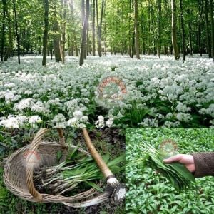 Yabani sarımsak tohumu ayı sarmısağı ramsons wild garlic