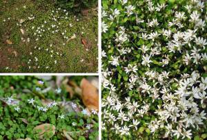 Yer örtücü lobelya fidesi pratia angulata white star creeper