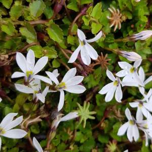 Yer örtücü lobelya fidesi pratia angulata white star creeper