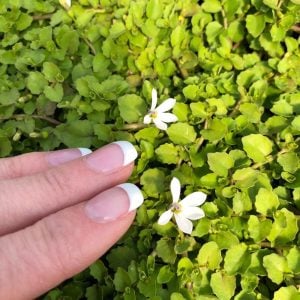 Yer örtücü lobelya fidesi pratia angulata white star creeper