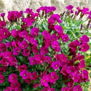 Kırmızı aubrieta çiçekli yer örtücü obrizya 3 fide