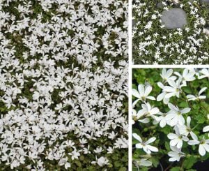 Yer örtücü lobelya fidesi pratia angulata white star creeper
