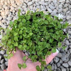 Yer örtücü lobelya fidesi pratia angulata white star creeper