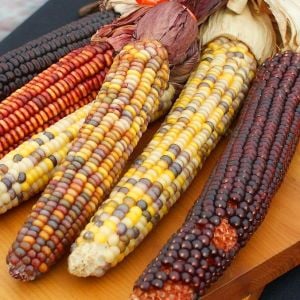 Wampum renkli mısır tohumu atalık erkenci