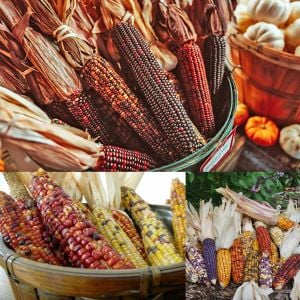 Wampum renkli mısır tohumu atalık erkenci