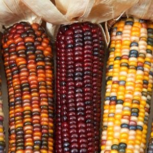 Wampum renkli mısır tohumu atalık erkenci