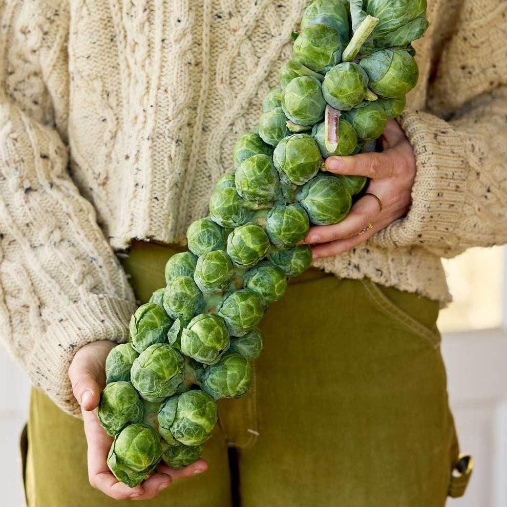 Erkenci brüksel lahanası tohumu brussel sprouts long island