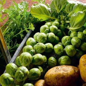Erkenci brüksel lahanası tohumu brussel sprouts long island