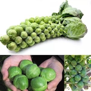 Erkenci brüksel lahanası tohumu brussel sprouts long island