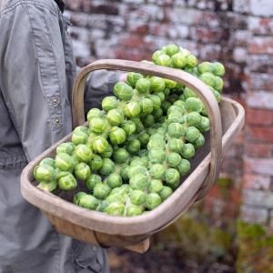 Erkenci brüksel lahanası tohumu brussel sprouts long island