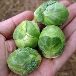 Erkenci brüksel lahanası tohumu brussel sprouts long island