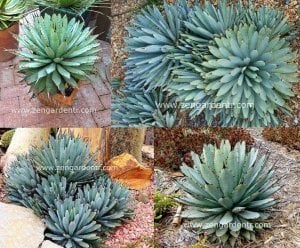 Agave macroacantha tohumu siyah dikenli