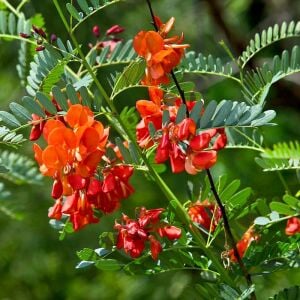 Sesbenya tohumu kırmızı salkım sesbania punicea scarlet wisteria